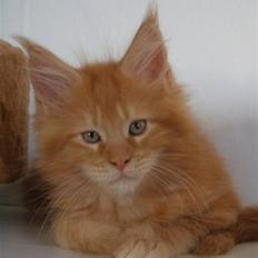 Maine Coon Don Diego