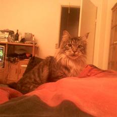 Maine Coon Dune