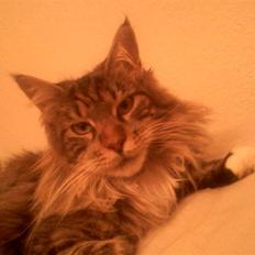 Maine Coon Dune