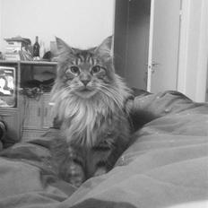 Maine Coon Dune