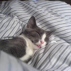 Blanding af racer Dixi