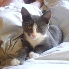 Blanding af racer Dixi