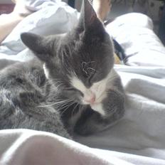 Blanding af racer Dixi