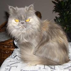 Perser Clara - R.I.P