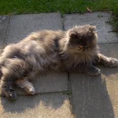 Perser Clara - R.I.P