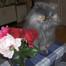 Perser Clara - R.I.P