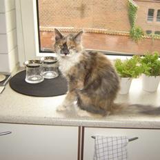 Norsk Skovkat Wicky (Djævlekatten)