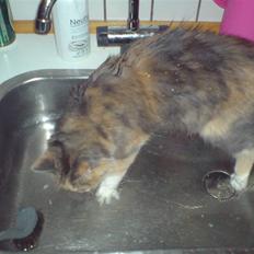 Norsk Skovkat Wicky (Djævlekatten)