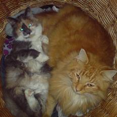 Norsk Skovkat Wicky (Djævlekatten)