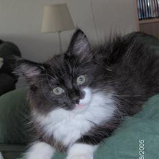 Blanding af racer Cleo