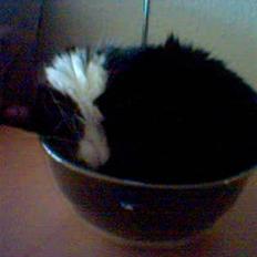 Blanding af racer Cleo