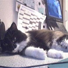 Blanding af racer Cleo