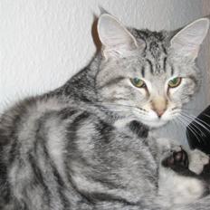 Blanding af racer Duchess