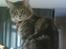 Maine Coon Schumacher - Her er min plads