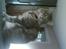 Maine Coon Schumacher