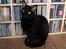 Cornish Rex Ebonny 