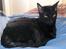 Cornish Rex Ebonny 