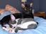 Cornish Rex Ebonny  - Lille Half& Half putter hos sin tante Ebonny
