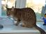 Ocicat Sea Coon´s Coco (Smilla)