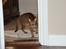 Ocicat Sea Coon´s Coco (Smilla)