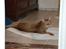 Ocicat Sea Coon´s Coco (Smilla)