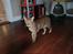 Ocicat Sea Coon´s Coco (Smilla)