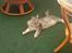 Maine Coon Cosmo
