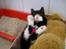 Huskat Giffie