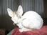 Cornish Rex Hexia de Trix - vores egen lille baby