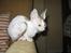 Cornish Rex Hexia de Trix - hun er så nuser