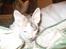 Cornish Rex Hexia de Trix - er hun ikke skøn??