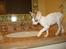 Cornish Rex Hexia de Trix - som I kan se er hun en lille elegant frøken. 