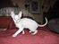 Cornish Rex masarati
