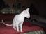 Cornish Rex masarati