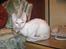 Cornish Rex masarati