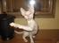 Cornish Rex masarati
