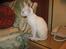 Cornish Rex masarati