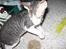 Cornish Rex frinjet