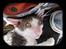 Cornish Rex frinjet