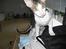 Cornish Rex frinjet