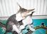 Cornish Rex frinjet