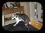 Cornish Rex frinjet