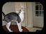 Cornish Rex frinjet