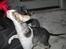 Cornish Rex frinjet