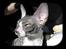 Cornish Rex Fansi Fler