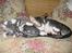 Cornish Rex Fansi Fler