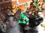 Cornish Rex Fansi Fler