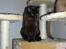 Burmeser Momi's Baloo - Min smukke Baloo