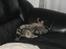 Blanding af racer Basse - Zzzzzz, her ligger jeg godt!