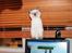 British Shorthair Adonis(Sylvester) Paludan - "Hvad sker der her?!"